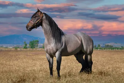 Саврасая лошадь - 58 фото