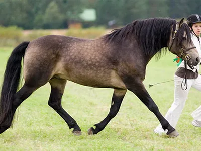 Масти лошадей. Описание, фото и названия мастей лошадей | ВКонтакте
