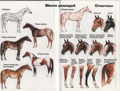 Какие бывают масти у лошадей?
