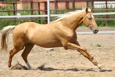Алтайская лошадь. | Лошади