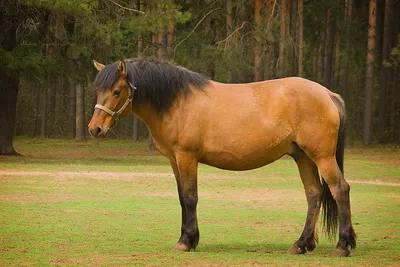 Какие бывают масти у лошадей? | Пикабу