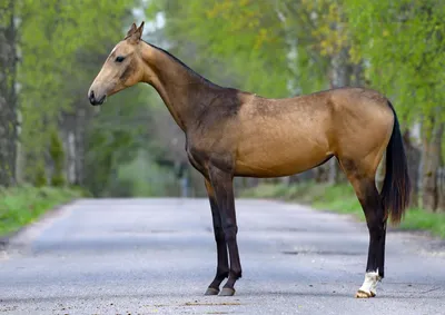 Как энтузиасты спасли мезенскую породу лошадей - Российская газета