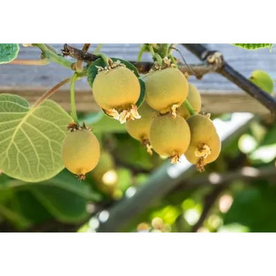 Actinidia deliciosa 'Boskoop', Актинидия деликатесная (киви) 'Боскоп' |  landshaft.info