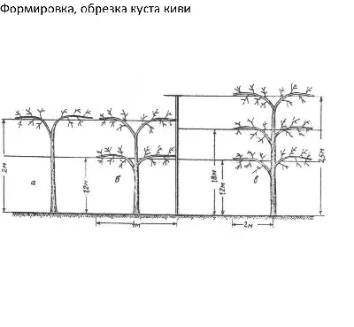 Сады Крыма САЖЕНЦЫ КИВИ СОЛО