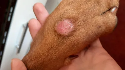 Себорейный дерматит у собак: диагностика, лечение, меры профилактики | Ваши  Питомцы