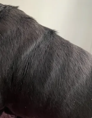 Черные пятна на коже собаки - Кожа вашей собаки - Дуксо S3 RU