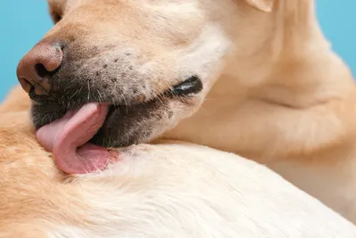 Дерматит у собак - лечение, фото и причины | Виды | Pet-Yes