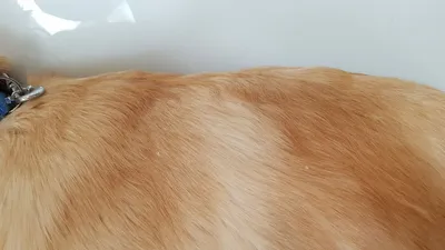 Кожные заболевания у собак симптомы и лечение 🐱 | Ветеринарная клиника  Ветдоктор
