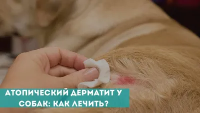 ОПЫТ ИСПОЛЬЗОВАНИЯ КРЕМА ЛЕКАДЕРМ ПРИ ЛЕЧЕНИИ ДЕРМАТИТОВ РАЗЛИЧНОЙ  ЭТИОЛОГИИ У СОБАК И КОШЕК