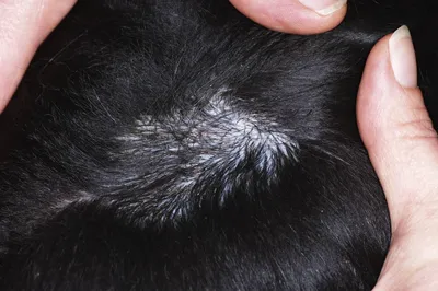 Себорейный дерматит у собак фото фотографии
