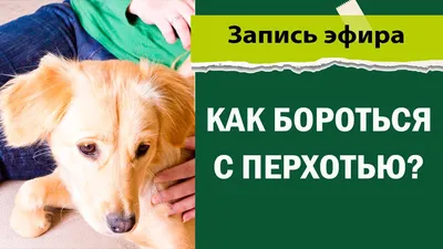 Демодекоз у собак - схема лечения, фото, симптомы и признаки заболевания