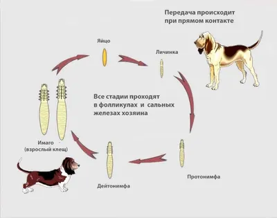 ДЕРМАТОЛОГИЧЕСКИЕ ЗАБОЛЕВАНИЯ СОБАК