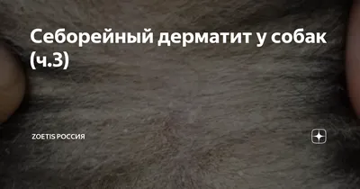 Атопический дерматит у собак: как лечить? - YouTube