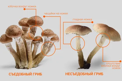 Тихая охота на Сахалине: какие грибы, где и когда собирают на острове -  SakhalinMedia.ru