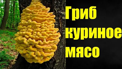 Лесные опята съедобные (47 фото) - 47 фото