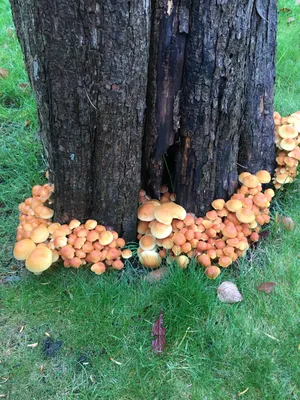 Удивительные съедобные грибы, известные как Enokitake Стоковое Фото -  изображение насчитывающей взорвать, съестно: 164256204