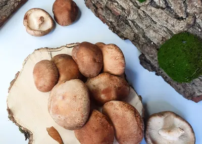 дерево съедобные грибы Leccinum Scabrum или шероховатый болете или  березовый болет растут в лесу. Стоковое Изображение - изображение  насчитывающей экологичность, макрос: 219961177