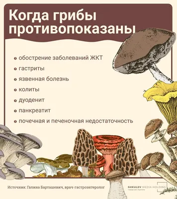 Тащи лукошко: какие грибы собирать сейчас и как их готовить - Афиша Daily