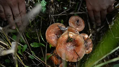 картинки : дерево, лес, лист, хобот, Дикая природа, почва, Флора, Фауна,  Грибок, Лесистая местность, Древесный гриб, Грибы на дереве, Макросъемка,  Вешенка, Съедобный гриб, Лекарственный гриб, Агаромицеты 2992x2000 - -  611484 - красивые картинки - PxHere