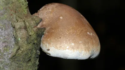 Грибы Казахстана