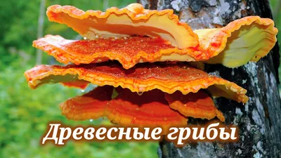 В Москву ... по грибы?! Я в шоке от своей находки. Самый удивительный и  загадочный гриб | Ностальгия Лены Ло | Дзен