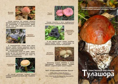 Ежовик гребенчатый и еще 9 удивительных съедобных грибов, которые растут в  России