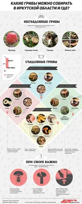 Какие грибы и где можно собирать в Иркутской области? | ОБЩЕСТВО | АиФ  Иркутск