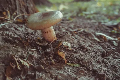 леса +в ростовской области грибы +съедобные грибы ростовской области фото  +и название