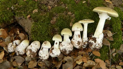 В Свердловской области отравились грибами семь человек: Общество: Облгазета
