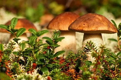 7 самых грибных мест Свердловской области: как добраться, фото и полезные  советы — Наш Урал и весь мир