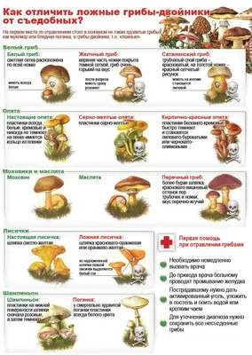 Грибы в Подмосковье: когда и где собирать, сезоны и грибные места |  Путеводитель Подмосковья