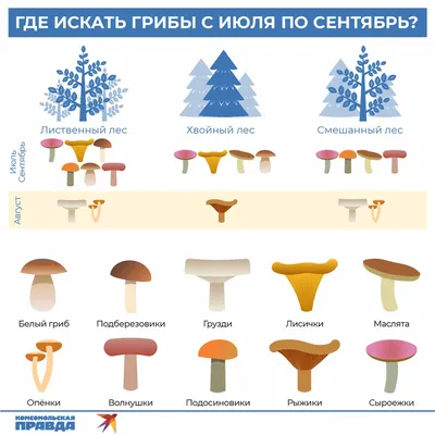 Как отличить ядовитые грибы от съедобных: подробный гид по грибам  Нижегородской области - 24 августа 2021 - НН.ру