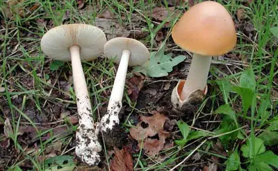 Все больше случаев смертельного отравления грибами, которые только выглядят  как съедобные. Новости. Первый канал