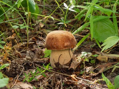 Россиянам рассказали, как отличить съедобные грибы от ядовитых | Москва |  ФедералПресс