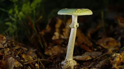 В Тюменской области четыре человека отравились грибами | Вслух.ru