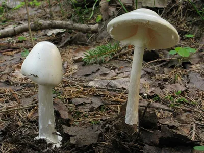 Где искать грибы в Самарской области / Природа / Гайды / Кому на Волге