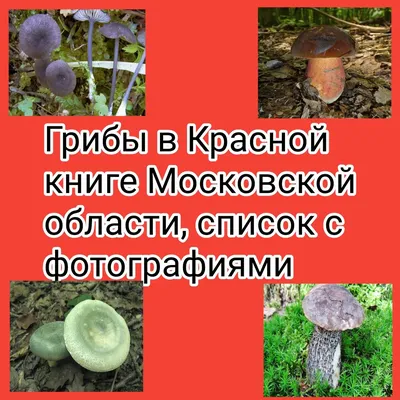 Бледная поганка: описание ядовитого гриба, где растет, что делать при  отравлении