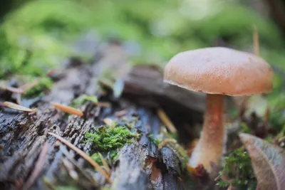 Какие съедобные грибы растут в Мурманской области
