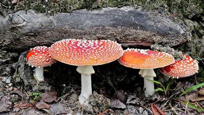 6 съедобных грибов, которые можно найти в лесах Ленинградской области — ТАМ!