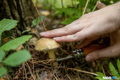 Какие грибы опасно собирать в Омской области