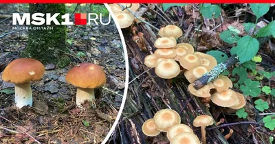 Как выглядят грибы из Красной Книги в Новосибирской области - 18 октября  2023 - НГС.ру