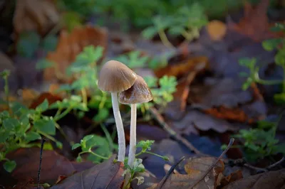 Где собирать грибы в Волгограде и Волгоградской области - 19 октября 2022 -  V1.ру