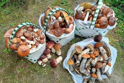 Когда и где собирать грибы в Иркутской области - 25 июля 2023 - ИРСИТИ.ру