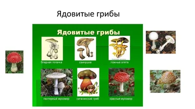 За грузди и рыжики 500 рублей просят в разгар грибного сезона в Иркутской  области - PrimaMedia.ru