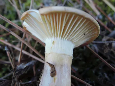 Съедобные грибы Крыма- названия, фото и описание | Сафия Абрамова | Дзен