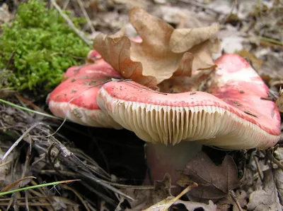 10 самых опасных грибов Крыма