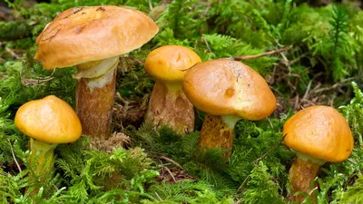 Что такое вообще грибы - самые распространненые грибы Крыма. | Красоты Крыма  | Дзен