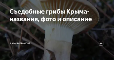 Как правильно собирать грибы в Крыму | Пикабу