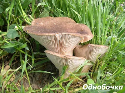 Сбор каких грибов и растений в Крыму может привести в тюрьму - РИА Новости  Крым, 15.04.2023