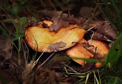 Какие грибы собирают осенью в Крыму? | Пикабу